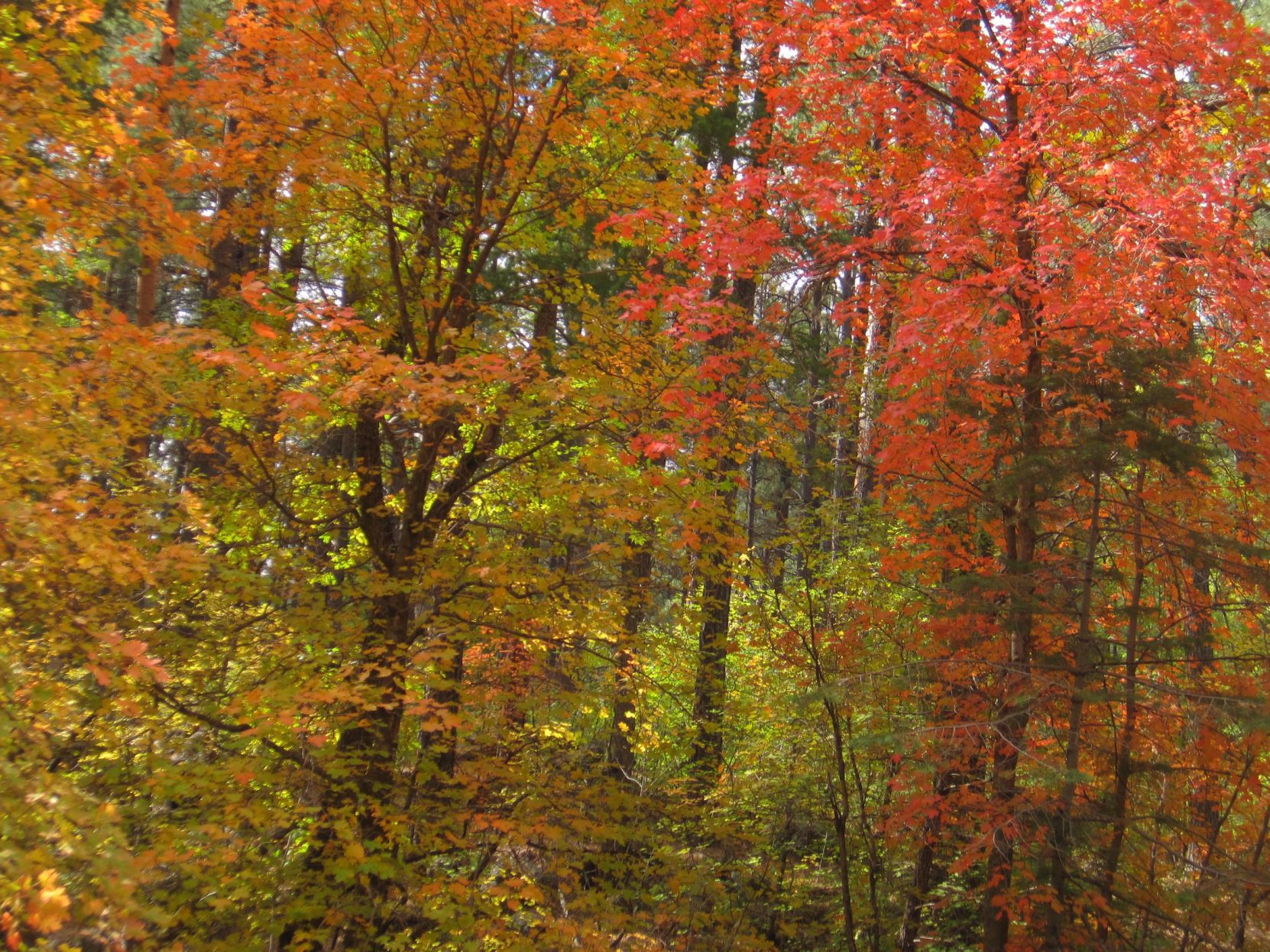 Fall Foliage